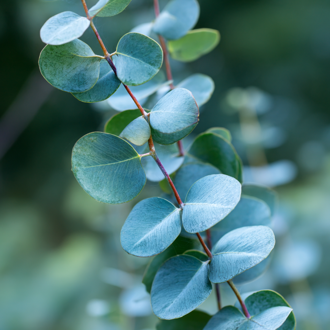 Eucalyptus 'Silver Dollar' - Eucalyptus