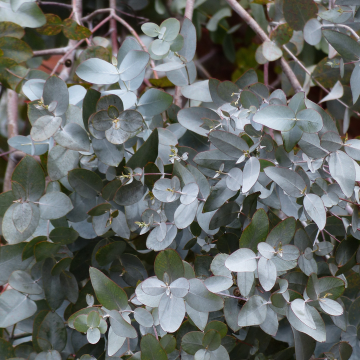 Eucalyptus 'Silver Dollar' - Eucalyptus