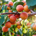 Prunus Armeniaca - Apricot tree