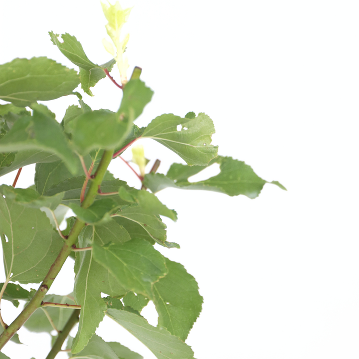 Prunus Armeniaca - Stablo marelice - FloraStore