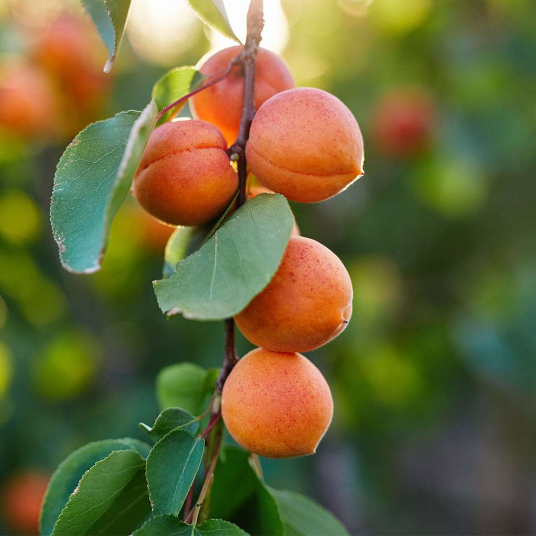 Prunus Armeniaca - Stablo marelice - FloraStore