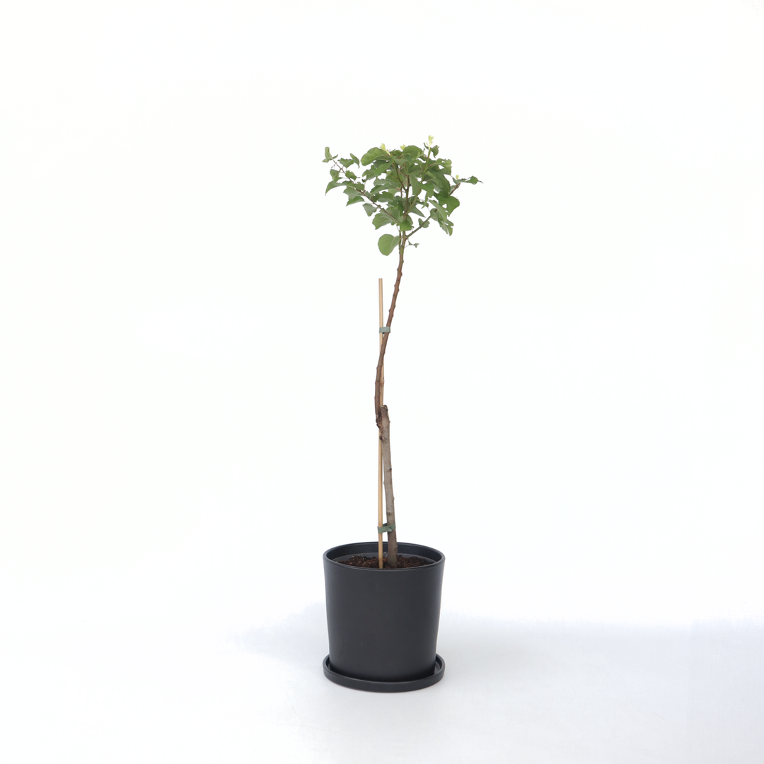 Prunus Armeniaca - Stablo marelice - FloraStore