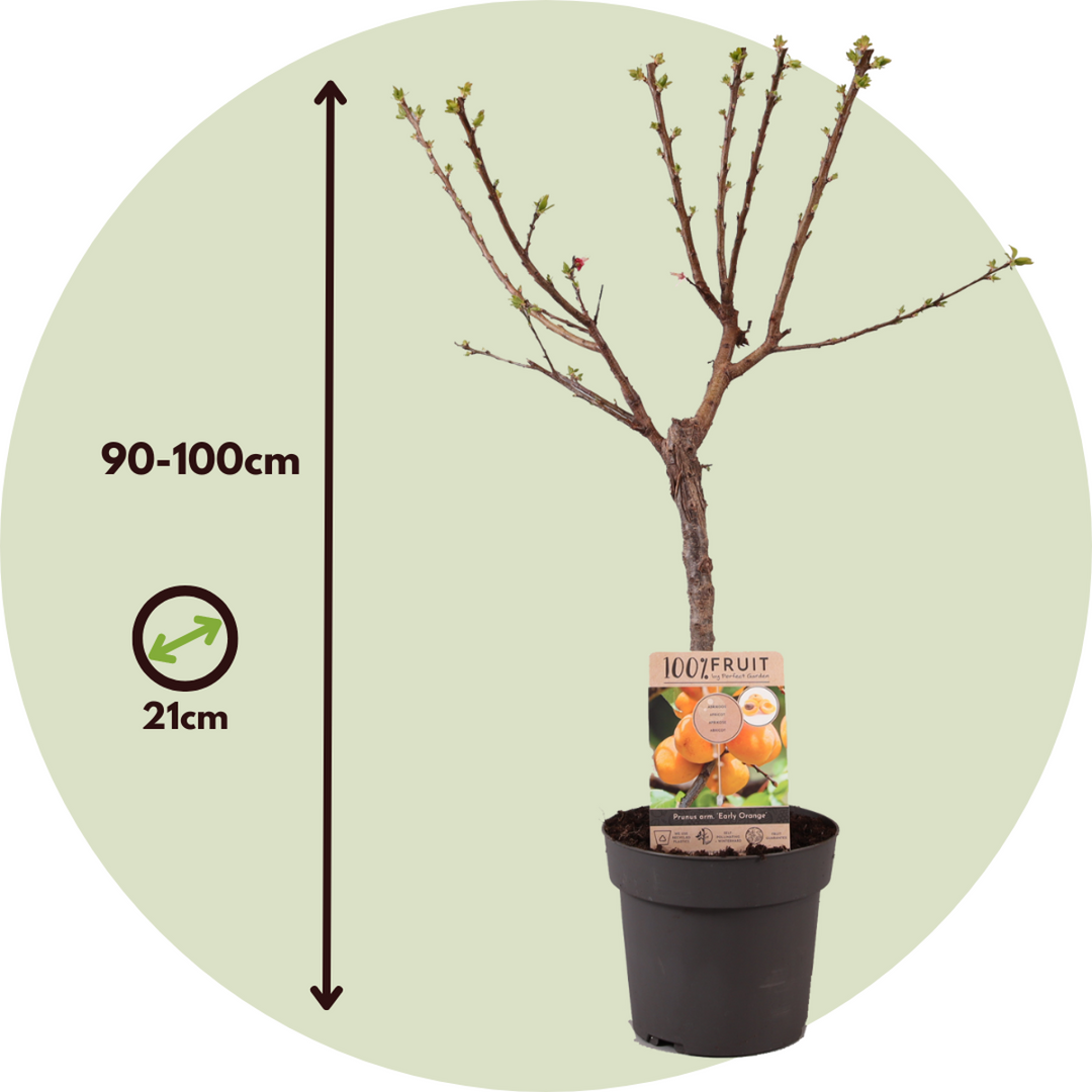 Prunus Armeniaca - Stablo marelice - FloraStore