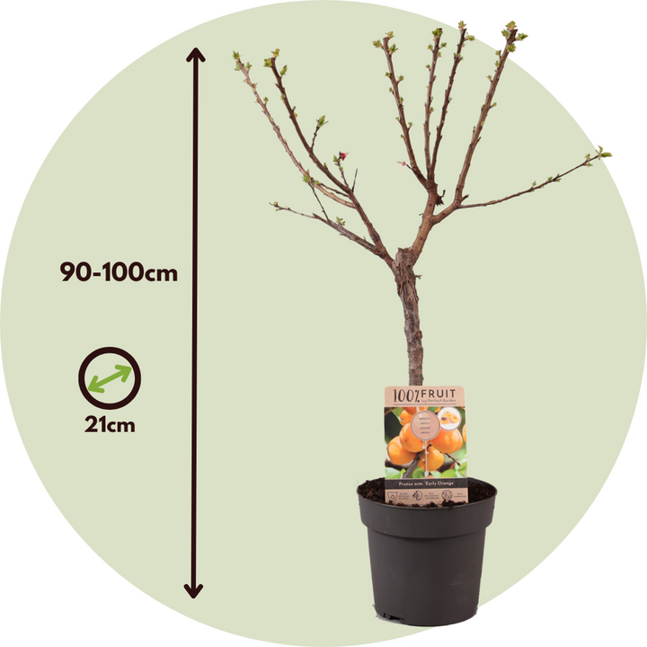 Prunus Armeniaca - Stablo marelice - FloraStore