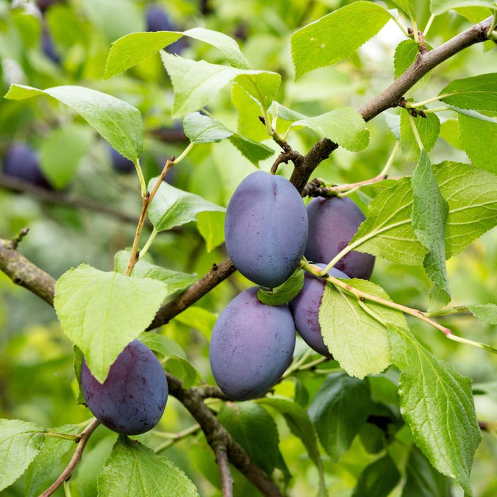 Prunus domestica 'Opal' - Pruimenboom