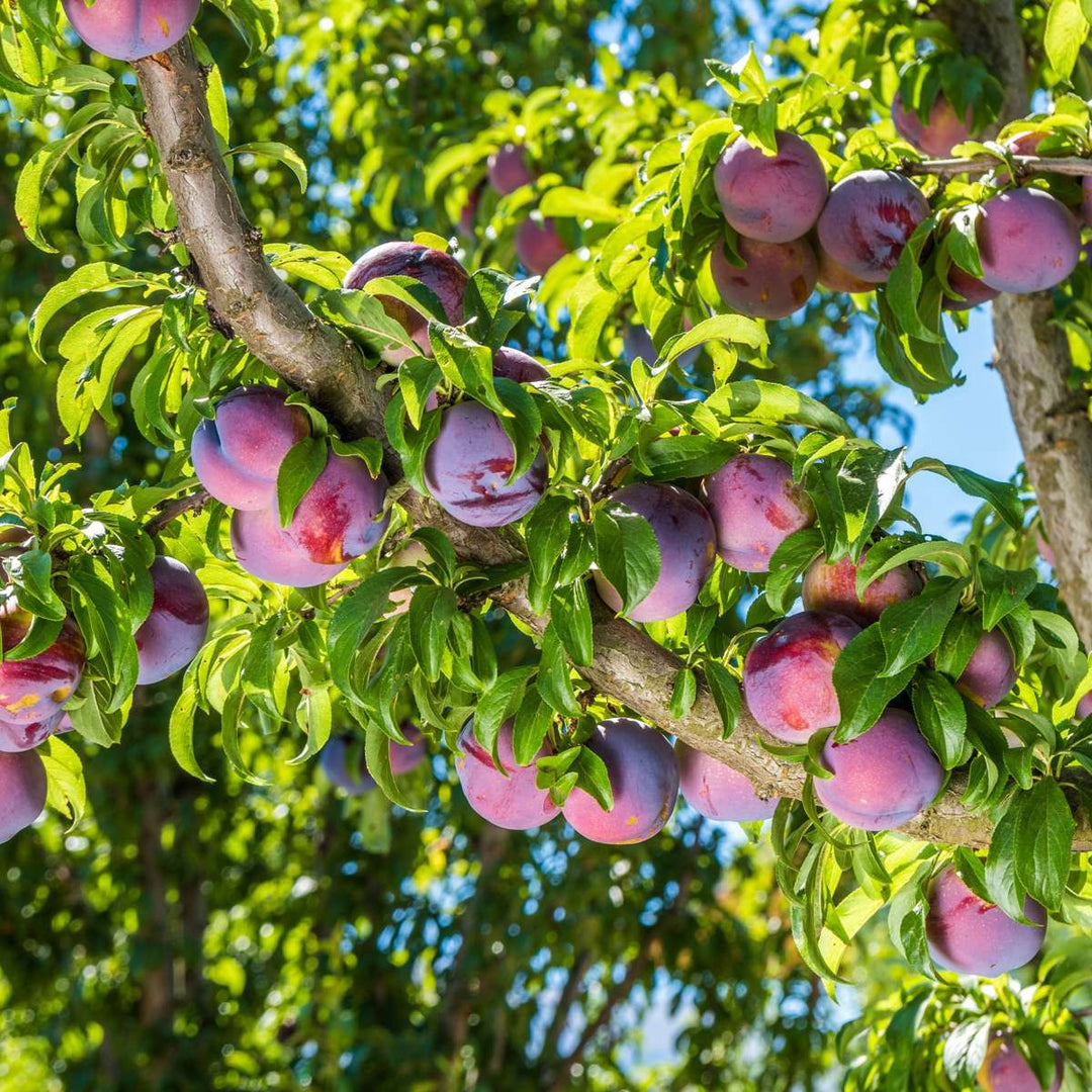 Prunus domestica 'Opal' - Pruimenboom