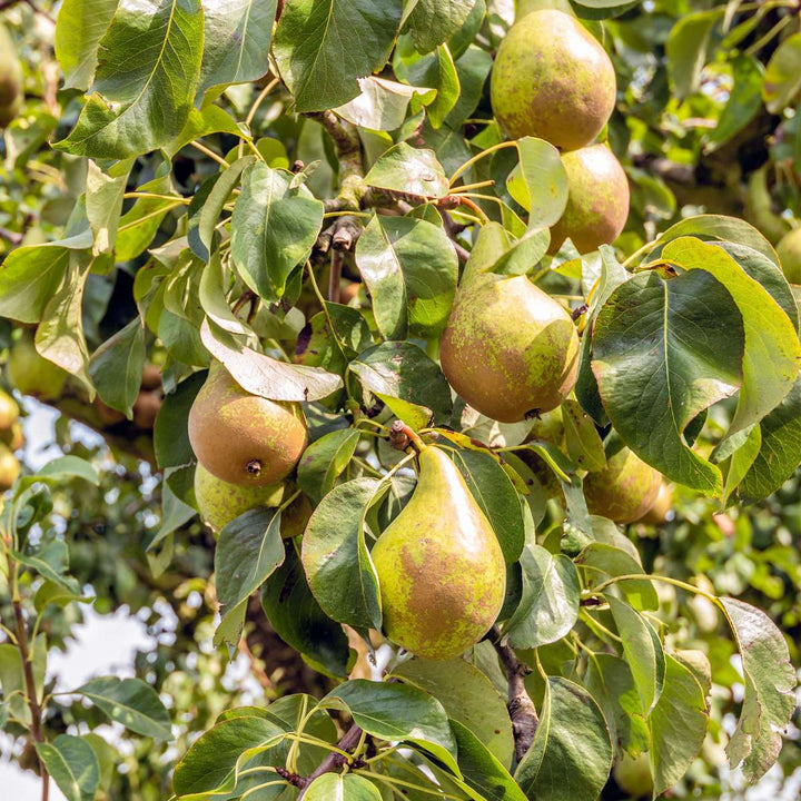 Pyrus communis 'Conference' perenboom