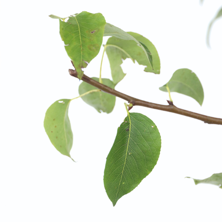 Pyrus communis 'Conference' perenboom