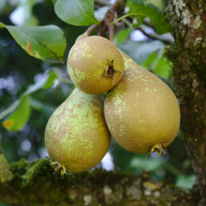 Pyrus communis 'Conference' perenboom