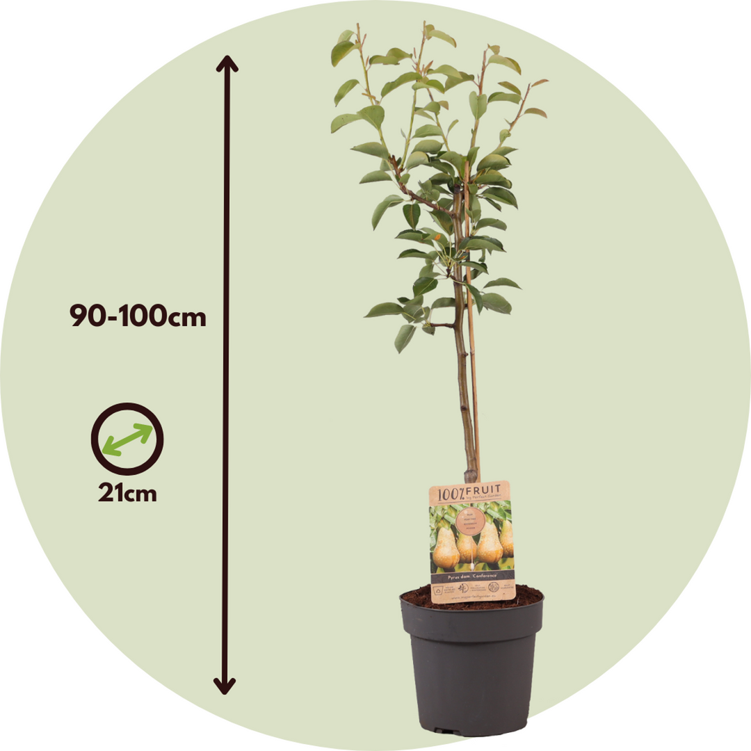 Pyrus communis 'Conference' perenboom