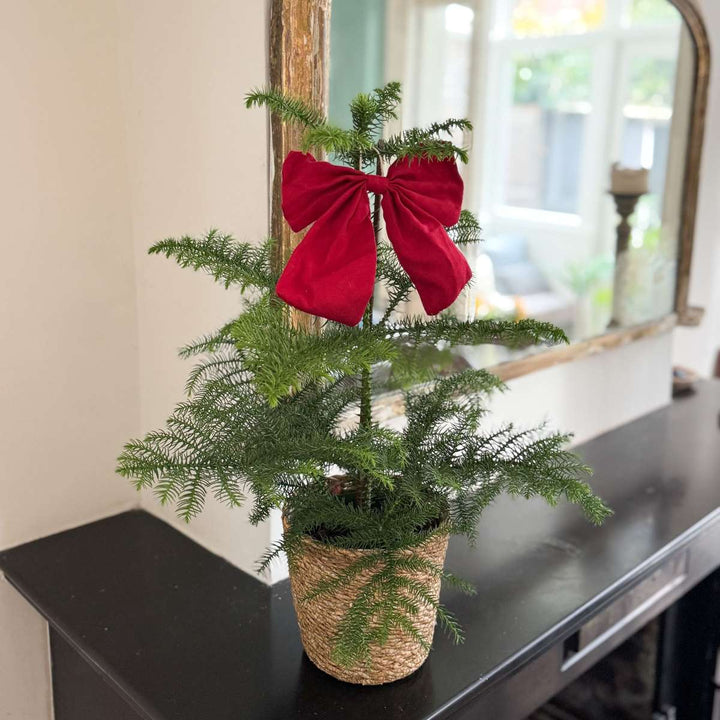 Araucaria Heterophylla - Norfolk bor - Kamerden