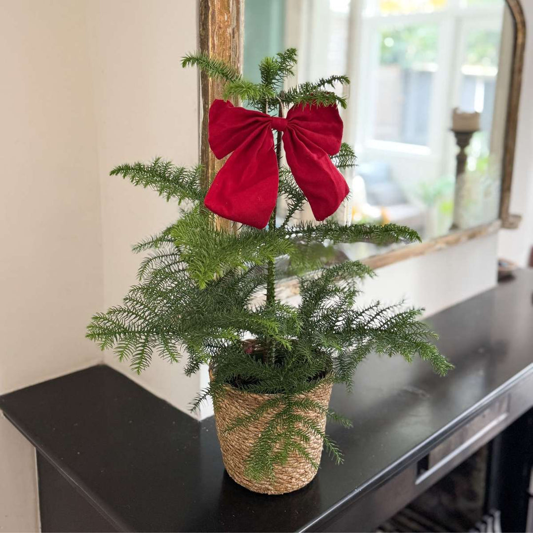 Araucaria Heterophylla - x2 - Norfolk bor - Kamerden