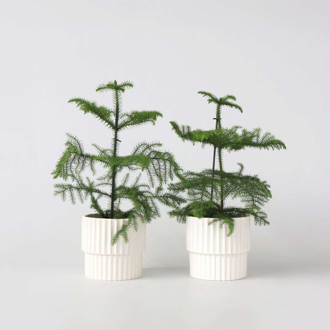 Araucaria Heterophylla - x2 - Borovice Norfolk - Kamerden