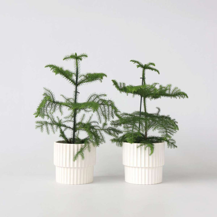 Araucaria Heterophylla - x2 - Borovice Norfolk - Kamerden