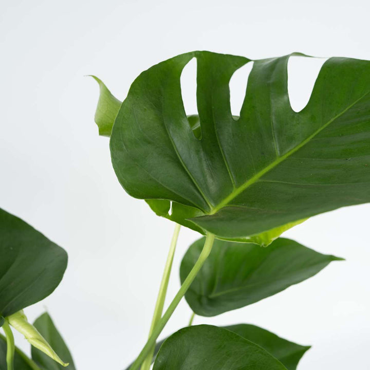 Monstera deliciosa - biljka rupa