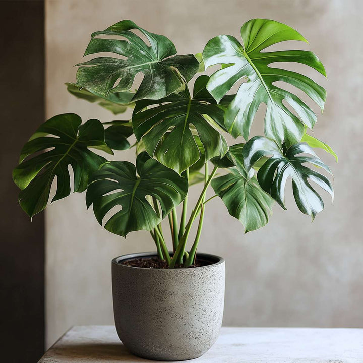 Monstera Deliciosa - set od 2 komada - biljka s rupama