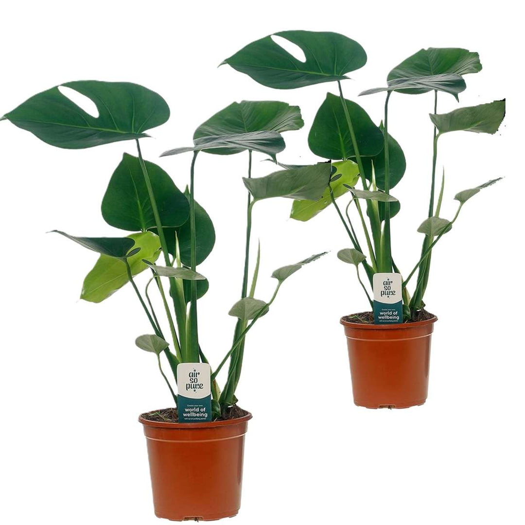 Monstera Deliciosa - set od 2 komada - biljka s rupama