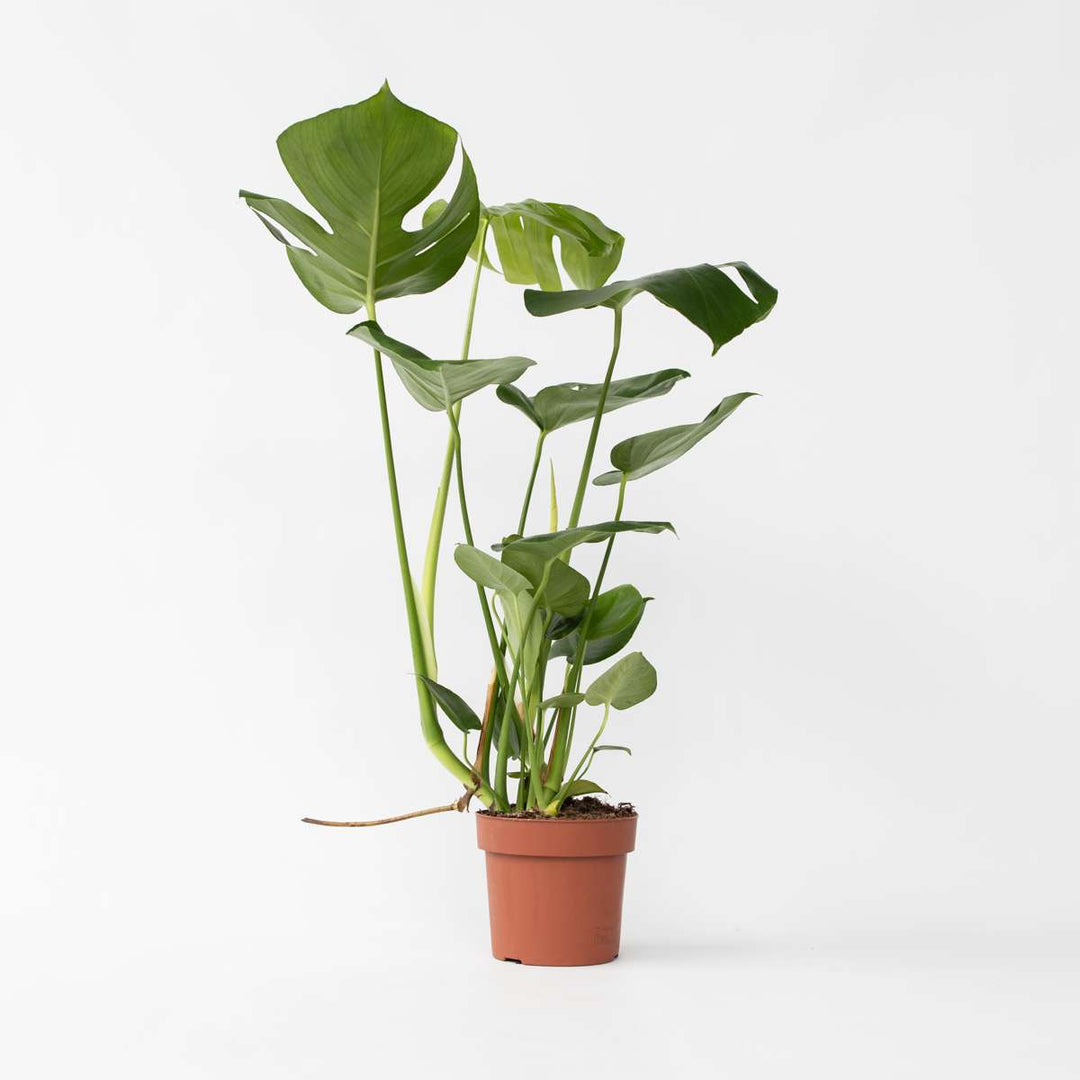 Monstera Deliciosa - Gatenplant