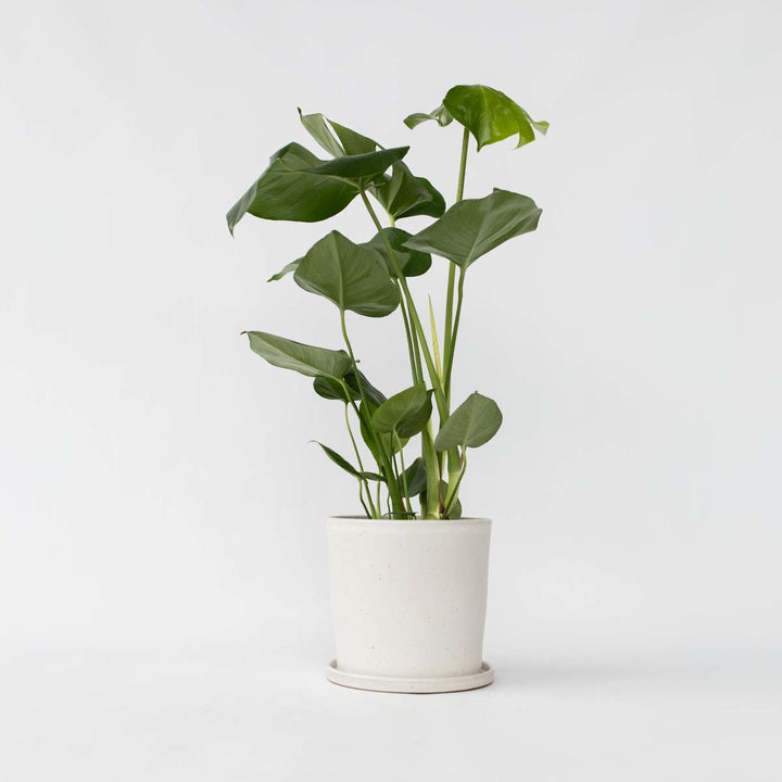 Monstera Deliciosa - Gatenplant