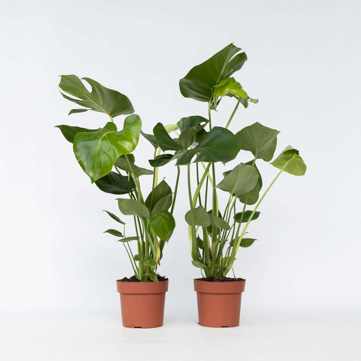 Monstera Deliciosa - Set van 2 - Gatenplant