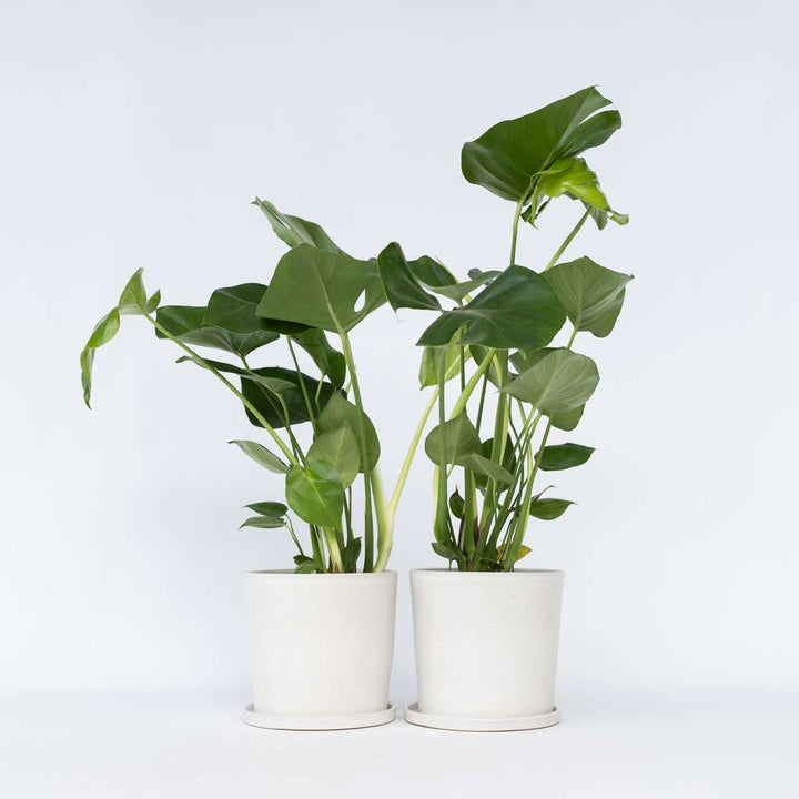 Monstera Deliciosa - Set van 2 - Gatenplant