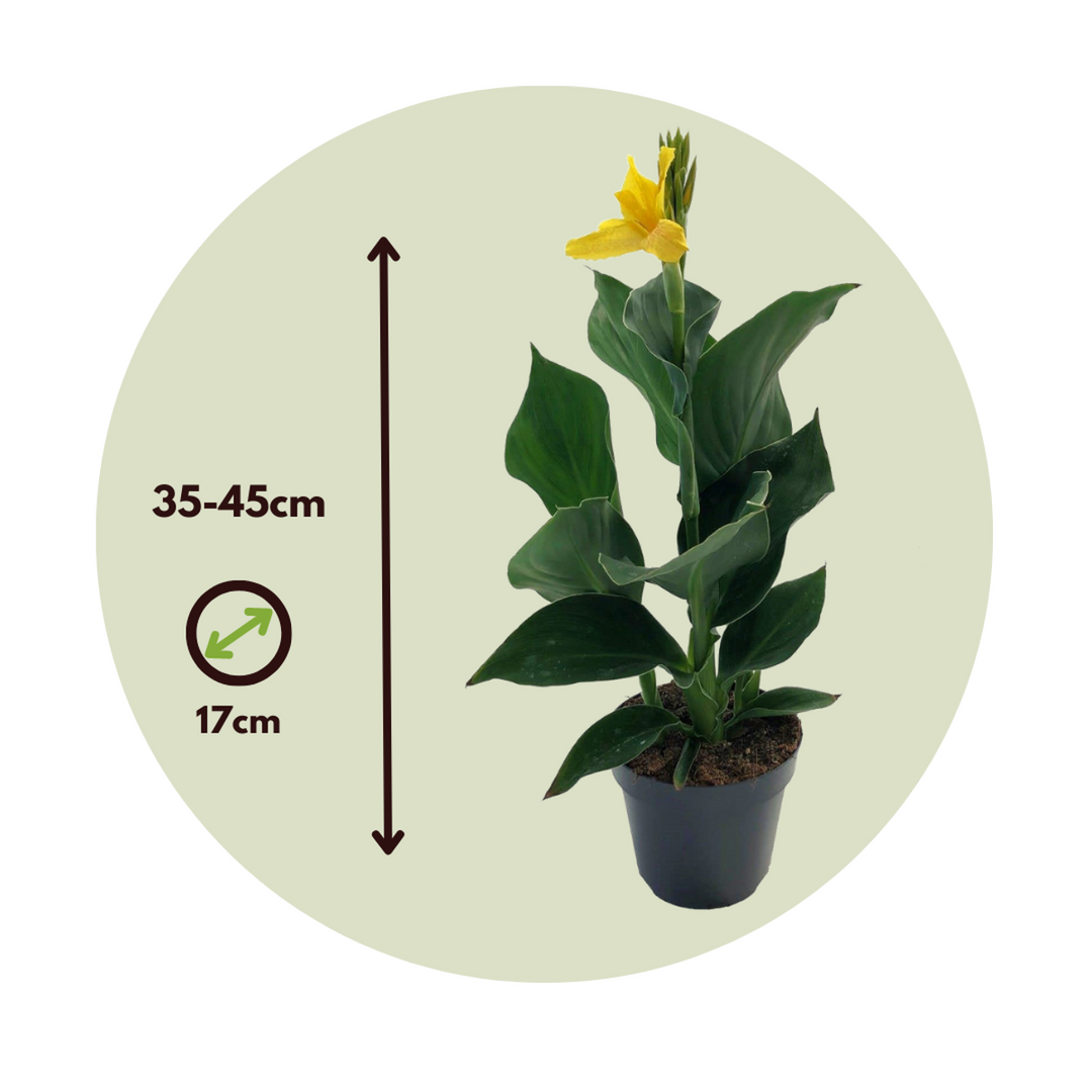Canna 'Cannova' - Flower reed - Canna Yellow
