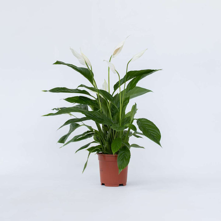 Spathiphyllum Lima - Lepelplant