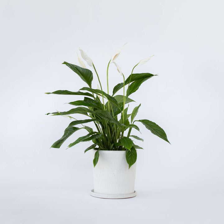 Spathiphyllum Lima - Lepelplant