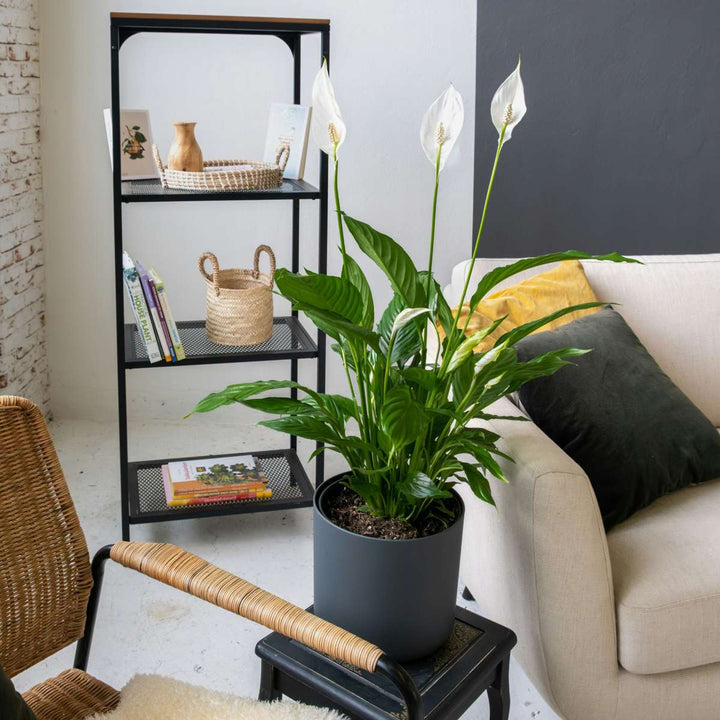 Spathiphyllum - Set van 2 - Inclusief plantenvoeding