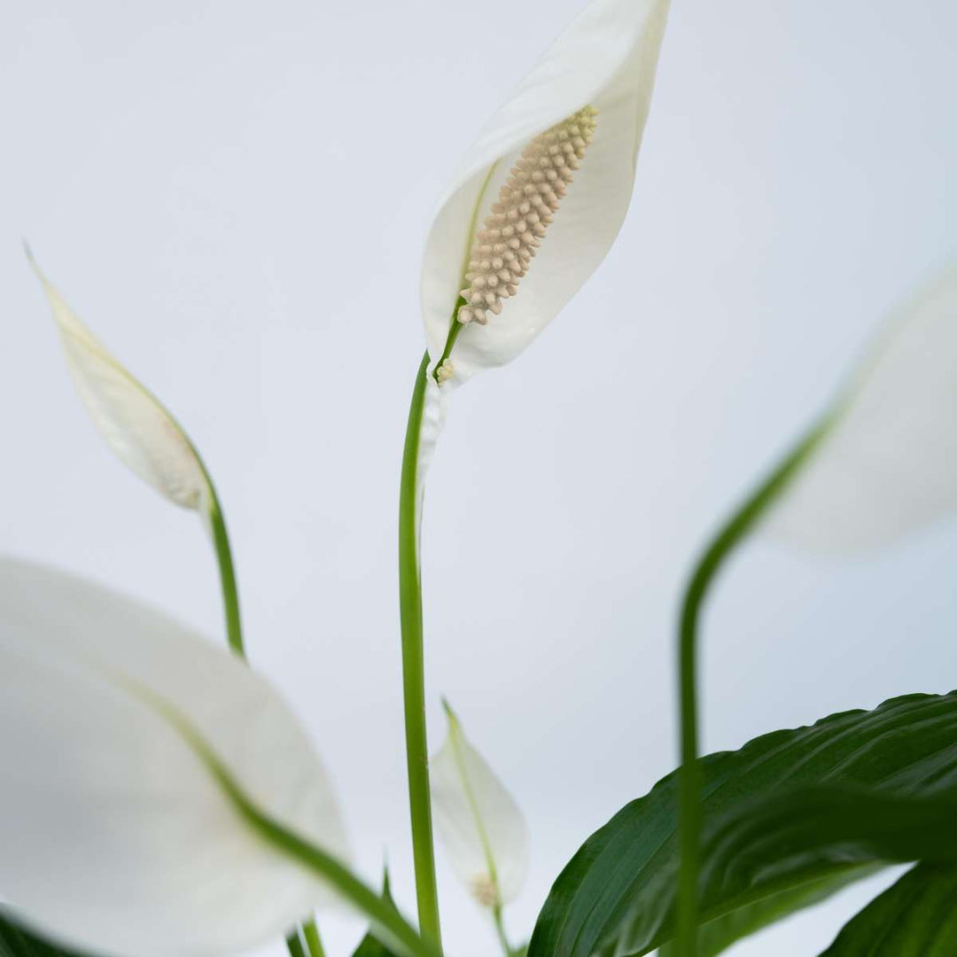 Spathiphyllum - Set van 2 - Inclusief plantenvoeding