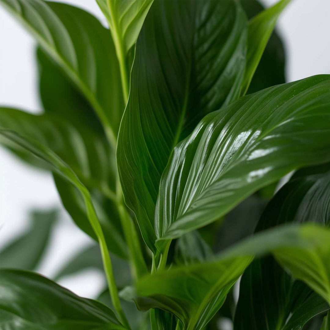 Spathiphyllum - Set van 2 - Inclusief plantenvoeding