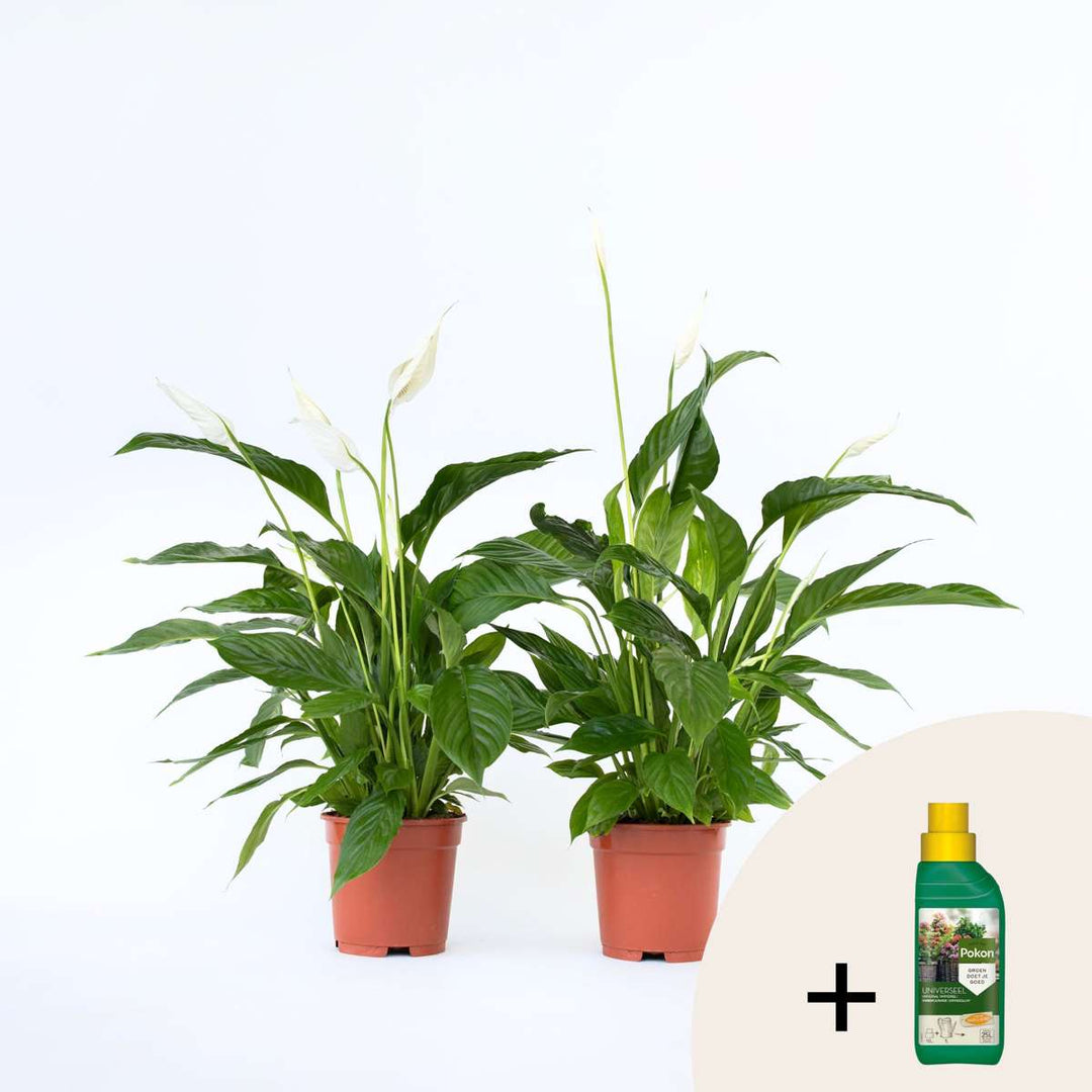 Spathiphyllum - Set van 2 - Inclusief plantenvoeding