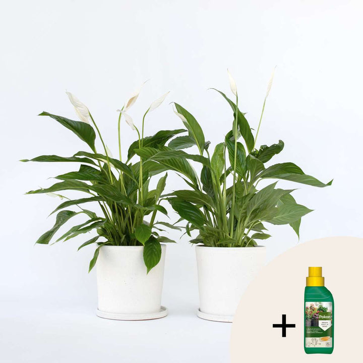 Spathiphyllum - Set van 2 - Inclusief plantenvoeding