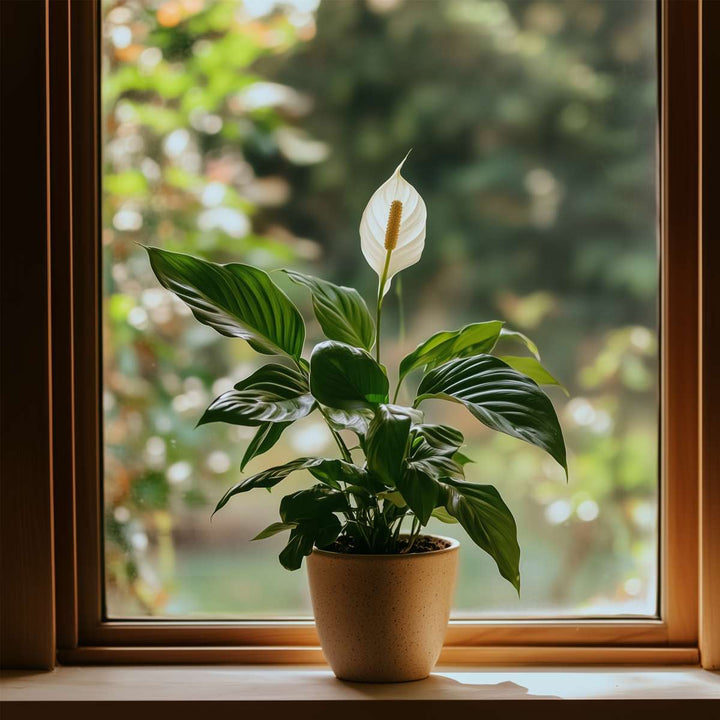 Spathiphyllum Lima - Lepelplant - Set van 2