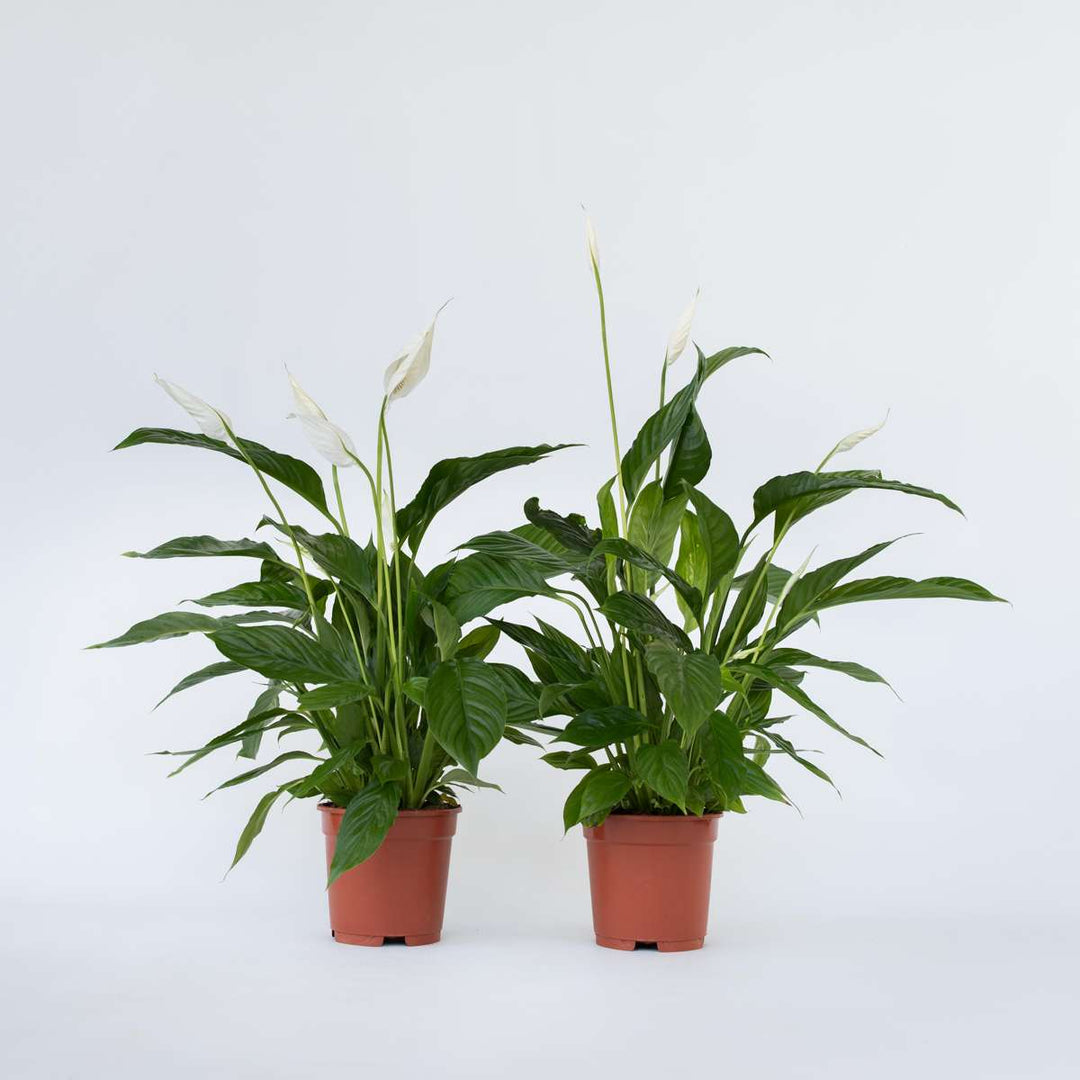 Spathiphyllum Lima - Lepelplant - Set van 2