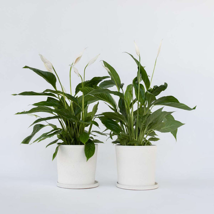 Spathiphyllum Lima - Lepelplant - Set van 2