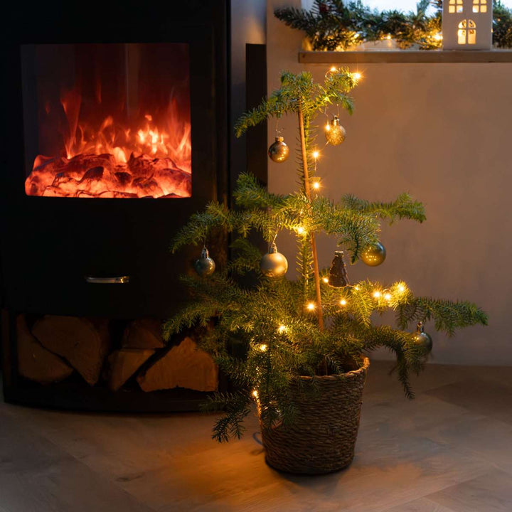 Araucaria Heterophylla - Norfolk bor - Kamerden