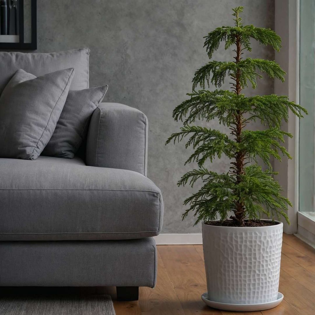 Araucaria Heterophylla - Inclusief mand - Kamerden