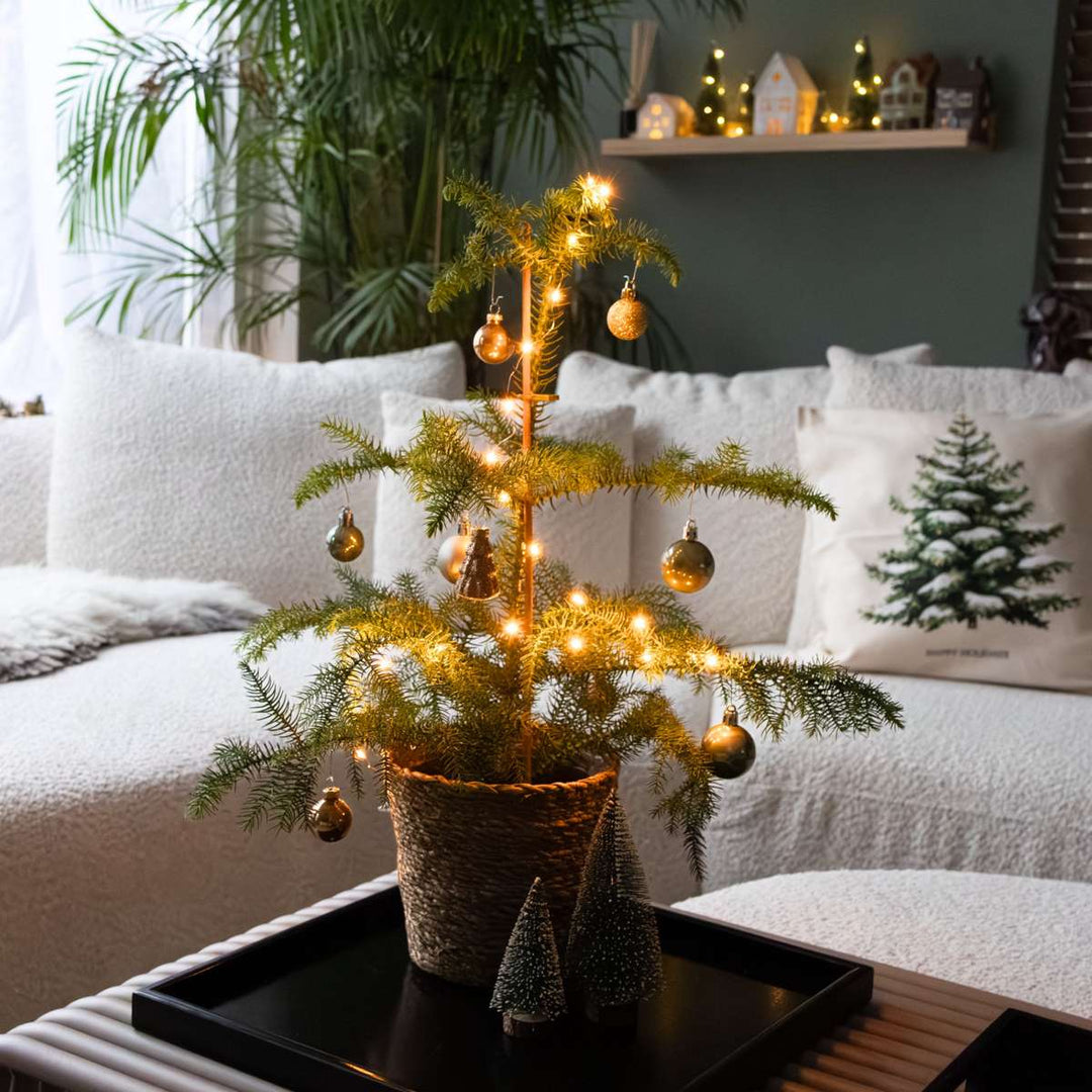 Araucaria Heterophylla - Norfolk bor - Kamerden