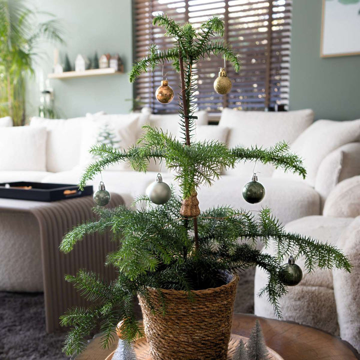 Araucaria Heterophylla - Norfolk bor - Kamerden