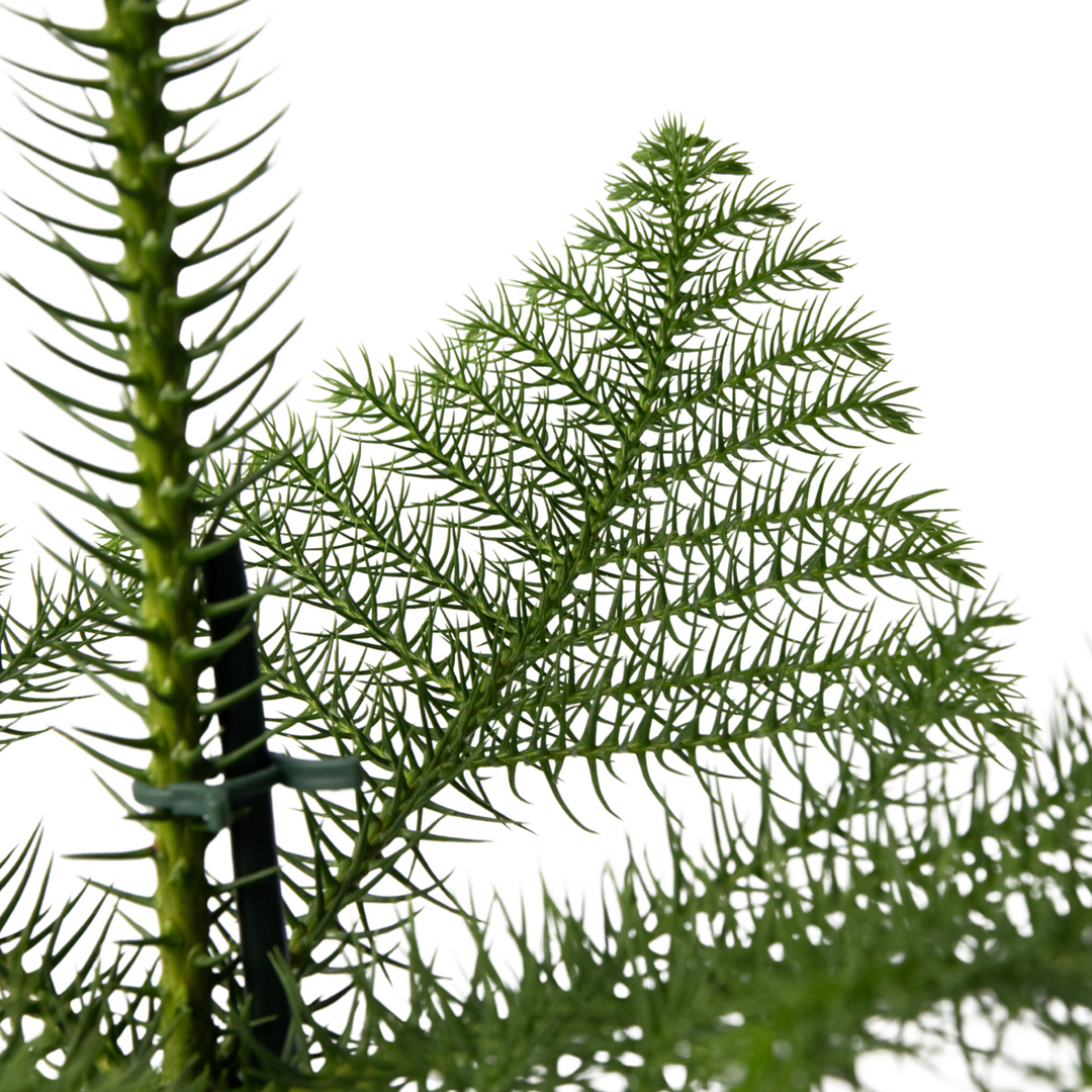 Araucaria Heterophylla - Inclusief mand - Kamerden