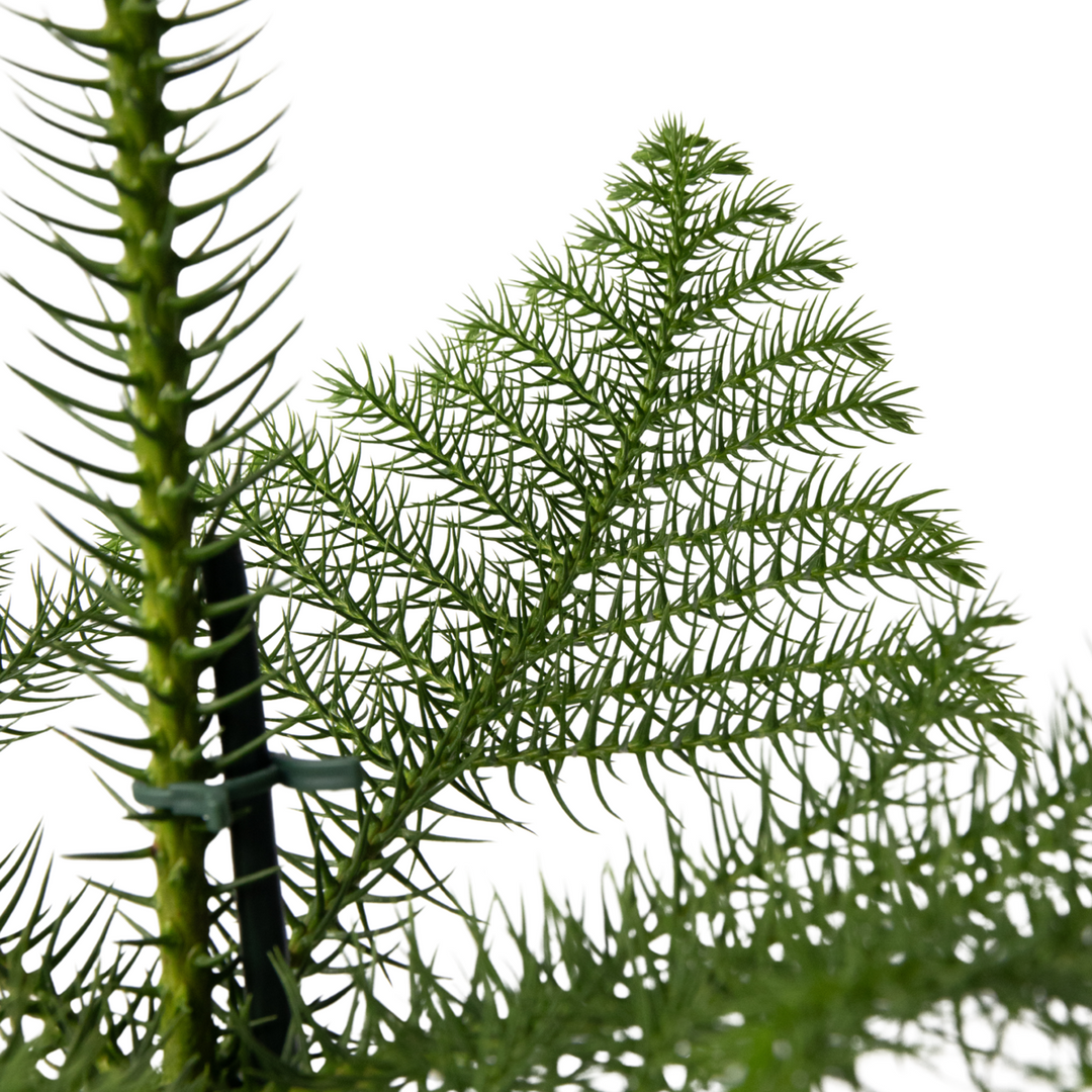 Araucaria Heterophylla - Uključujući košaru - Kamerden