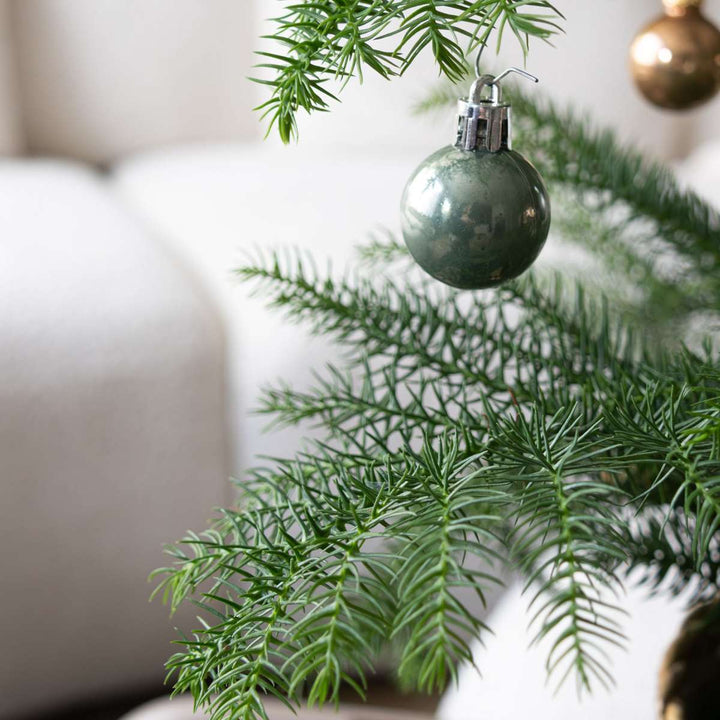 Araucaria Heterophylla - Norfolk bor - Kamerden