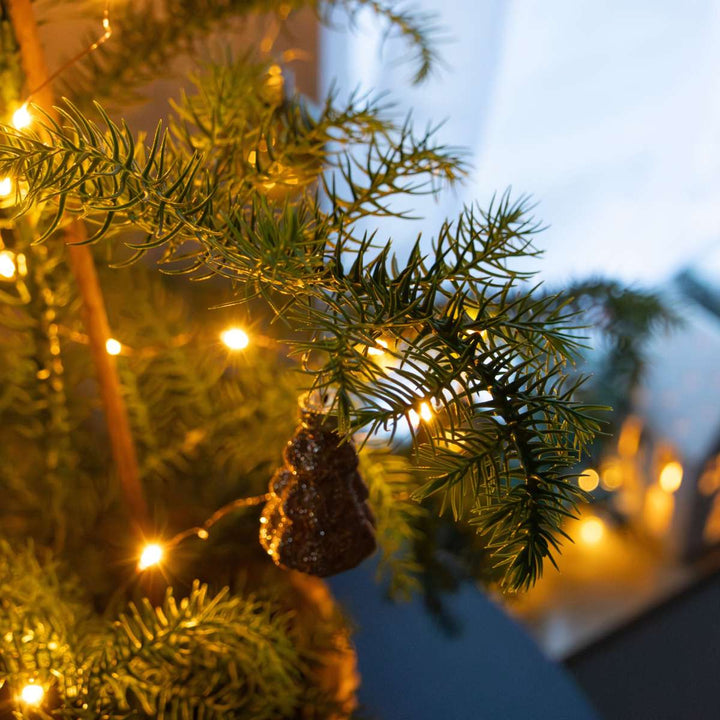 Araucaria Heterophylla - Norfolk bor - Kamerden