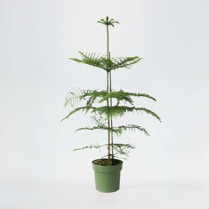 Araucaria Heterophylla - Borovice Norfolk - Kamerden