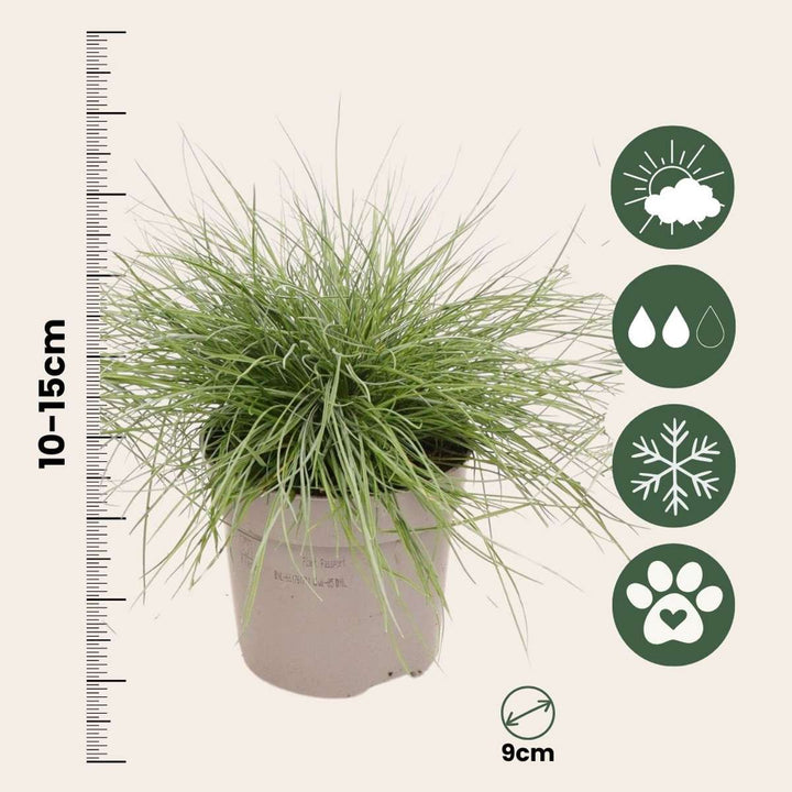 Festuca glauca 'Elijah Blue' - Set van 3 - Siergras