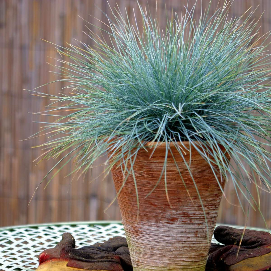 Festuca glauca 'Elijah Blue' - Set van 9 - Siergras