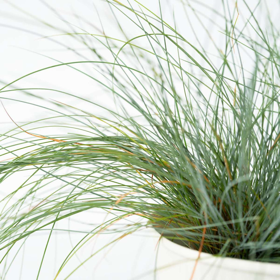 Festuca glauca 'Elijah Blue' - Set van 9 - Siergras