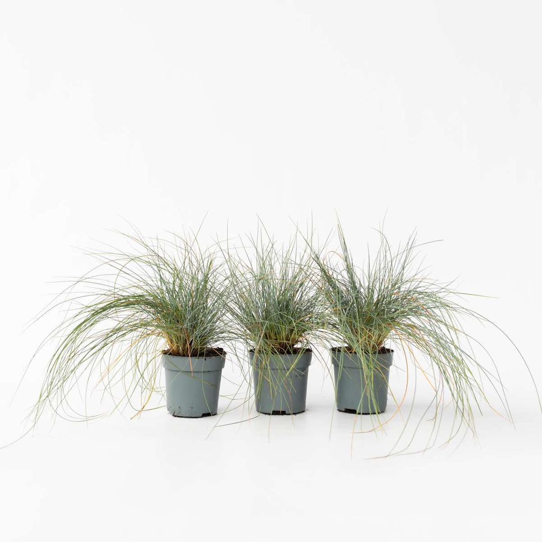 Festuca glauca 'Elijah Blue' - Set van 9 - Siergras