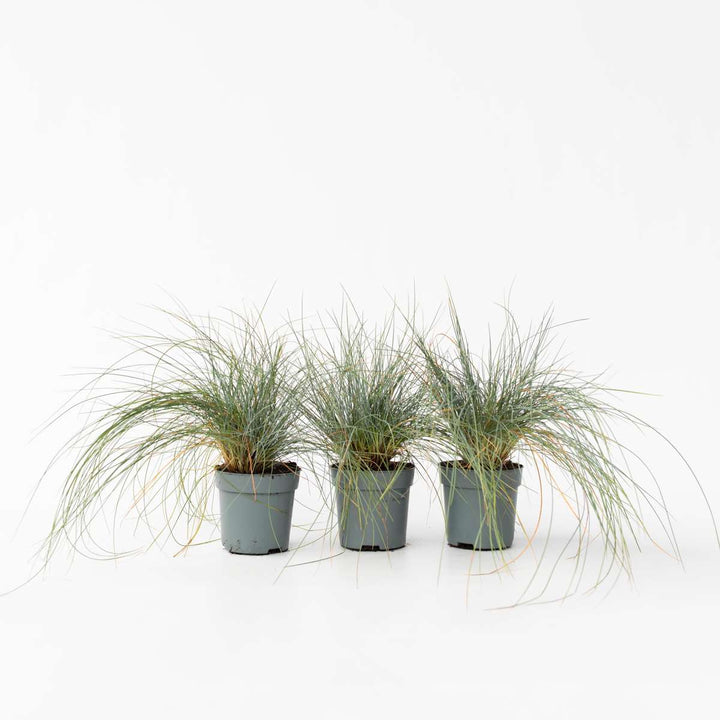 Festuca glauca 'Elijah Blue' - Set van 9 - Siergras